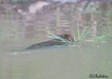 Castor canadensis